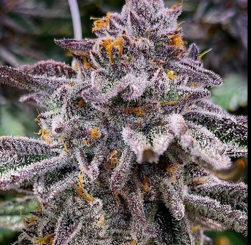 420 Kingdom - King's Aero - KP Runtz - 4g Flower - 420K Main Image
