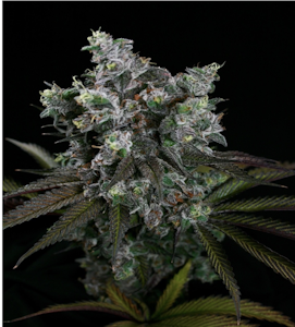 Gibby's - Babadook | Premium 8th | TAXES INCLUDED