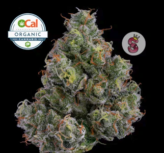 NO TILL KINGS - NO TILL KINGS 3.5G Jackapulco Organic Indoor Flower