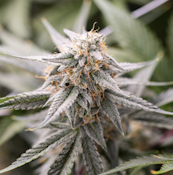 Jerzy Landscapes | Riptide | 3.5g