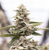 Jerzy Landscapes | High Mountain Mist | 3.5g