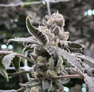 High Grass Farms Premium - High Grass Farms Premium | Dulce de Uva | 3.5g