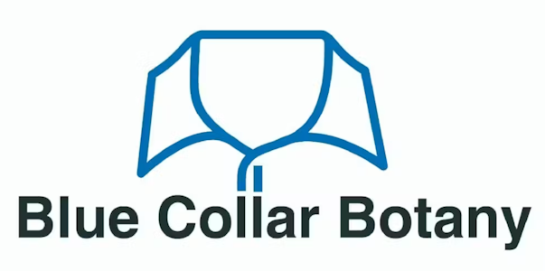 Blue Collar Botany - Maui Wowie - 14g - Blue Collar Botany