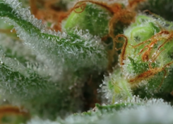 Snowtill Indoor Flower 3.5g - Gouda 27%