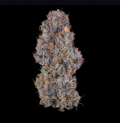 Blue Face Rainbow Belts - 3.5g (H) - Fig Farms