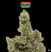 Gorilla Glue