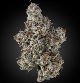Priscilla's Garden | Flower - Peanut Butter Pie | 3.5g
