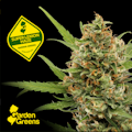 Super Lemon Haze