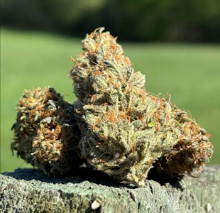 Pudding Hill Farm - Humboldt Headband - 3.5g - Pudding Hill Farm