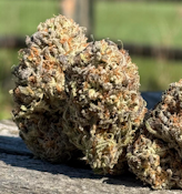 Jack Herer - 3.5g - Pudding Hill Farm