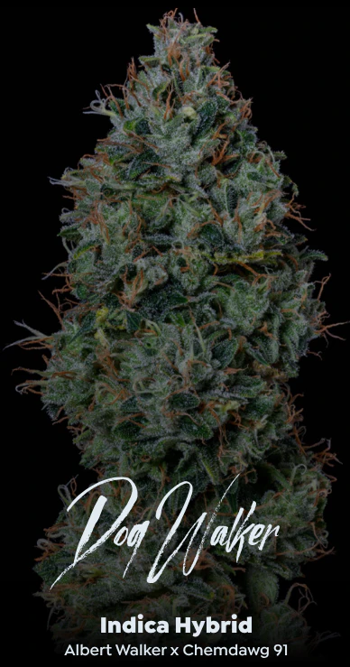 ALTERNATIVE SOLUTIONS - Dogwalker 3.5 Gram Jar By Alt Sol Main Image