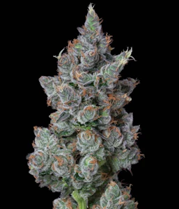 ALTERNATIVE SOLUTIONS - Blue City Diesel 1 Gram Jar By Alt Sol