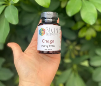 Begin Botanicals - Chaga Mushroom Capsules | Begin Botanicals