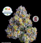No Till Kings - SFV x Animal Mints I - Flower - 3.5g