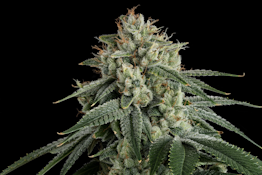 Cannabis clones PRE-ORDER *LIMITED AVAIL* | READ DESCRIPTION | TAXES INCLUDED