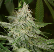 Hazy Pupil - 7g - Kapnos Cannabis