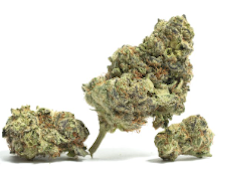 Squirt - 3.5g Mid Tier Flower