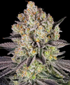 3.5g Cali Gas - Hybrid