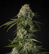 3.5g Chem #28 - Sativa