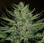 3.5g Clementine - Sativa 
