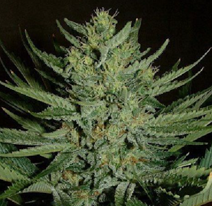 Molecular Farms - 3.5g Clementine - Sativa 