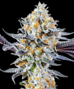 3.5g Dosido - Indica