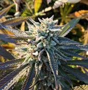 3.5g Grapples - Indica