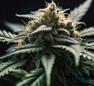 3.5g Platinum OG - Hybrid