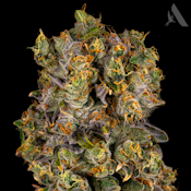 Gas Breath Flower T22.31% H 00544