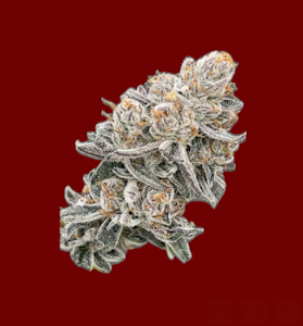High Ambitions - Cherry Bomb | Flower | 3.5g (High Ambitions)