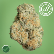Black Ch GMO 41071