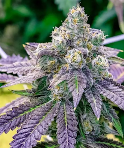 Molecular Farms - 3.5g Sunday Driver - Hybrid