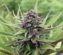 Reform Botanicals - Blue Meringue - 3.5g - CBD Hemp - Flower