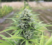 Reform Botanicals - Lifter - 3.5g - CBD Hemp - Flower