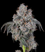 Purple Train Wreck 3.5G By Corner Store Cultivation
