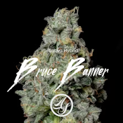 Bruce Banner Bulk Deli Flower By Alt Sol