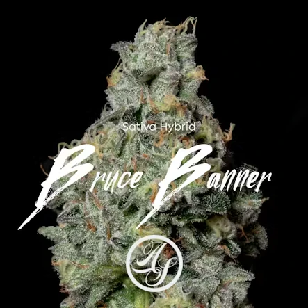 ALTERNATIVE SOLUTIONS - Bruce Banner 14G Half Oz By Alt Sol Main Image