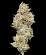 Sour Puss 3.5G Choof by Alt Sol