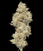 Tahiti Twist Bulk Deli Flower By Alt Sol