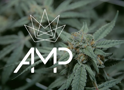 AMP (Atlantic Medicinal Partners) - Ethanol | 3.5g Flower | TAX INCLD