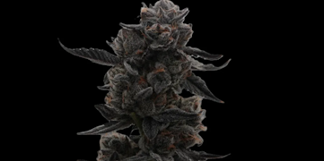 True Genetics - Cereal Milk - 3.5g