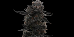 True Genetics - Galactic Nerdz - 3.5g