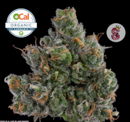NO TILL KINGS 3.5G Super Silver Haze Organic Indoor Flower