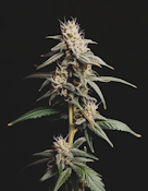 1g Kandy - Indica
