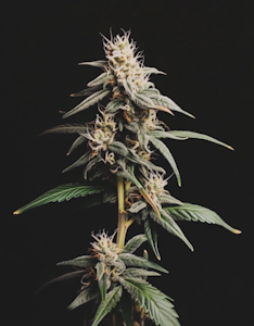 CornerStore Cultivation - 1g Kandy - Indica