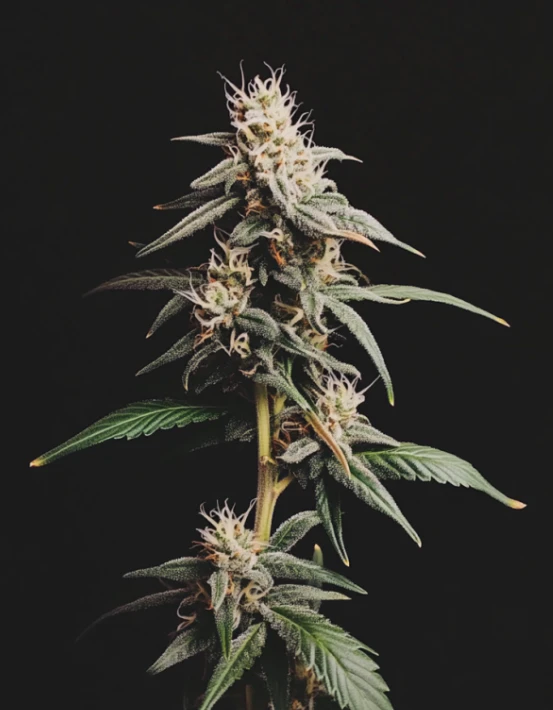 CORNERSTORE CULTIVATION - 3.5g Kandy - Indica Main Image