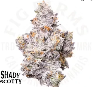 FIG FARMS - Fig Farms - Flower - Shady Scotty - 3.5G