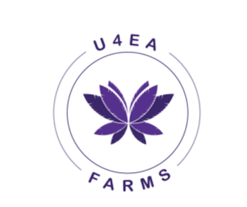 U4EA FARMS - Graffiti Smoothie | 1g Bubble Hash Infused Preroll | TAX INCLD
