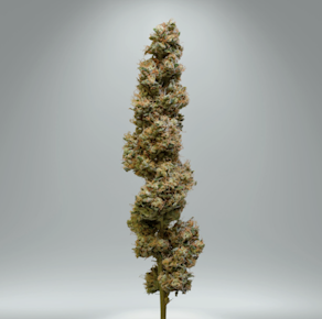 Niche | Fatso | 3.5g