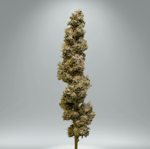 NICHE - Niche | Fatso | 3.5g